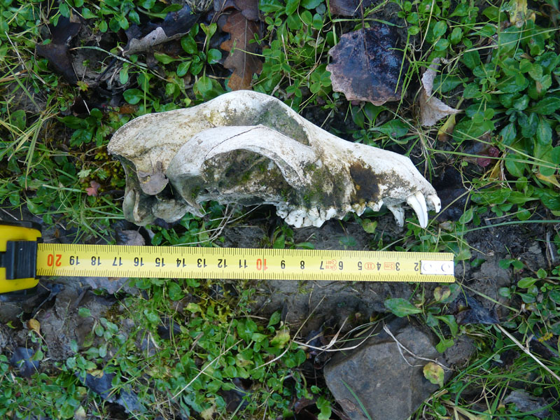 cranio di canide